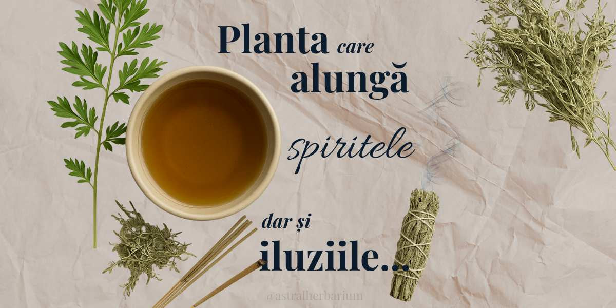 Pelinul – planta care alungă spiritele, iluziile și oboseala sufletului
